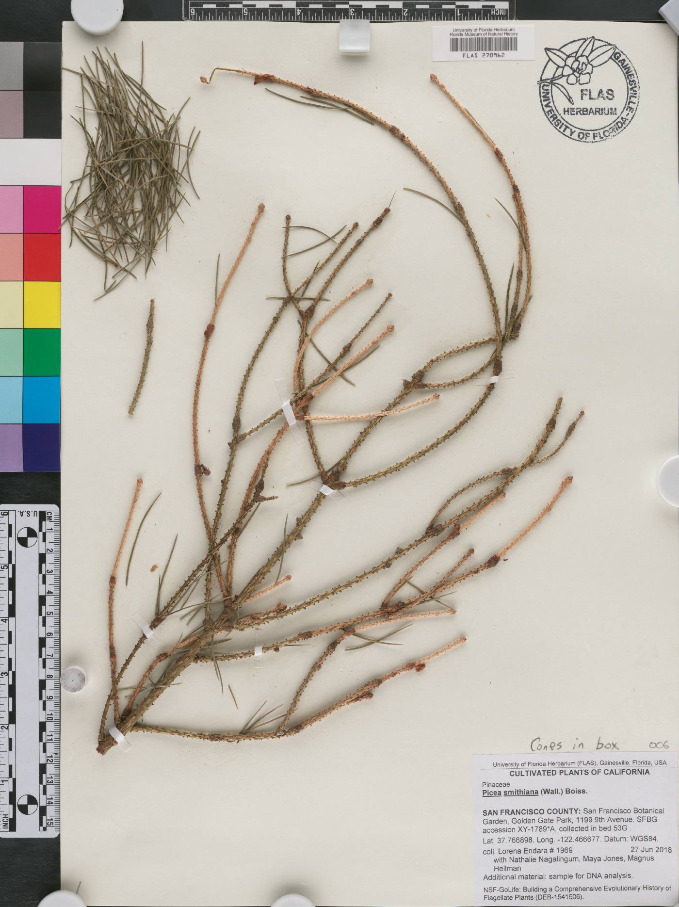 Picea smithiana image