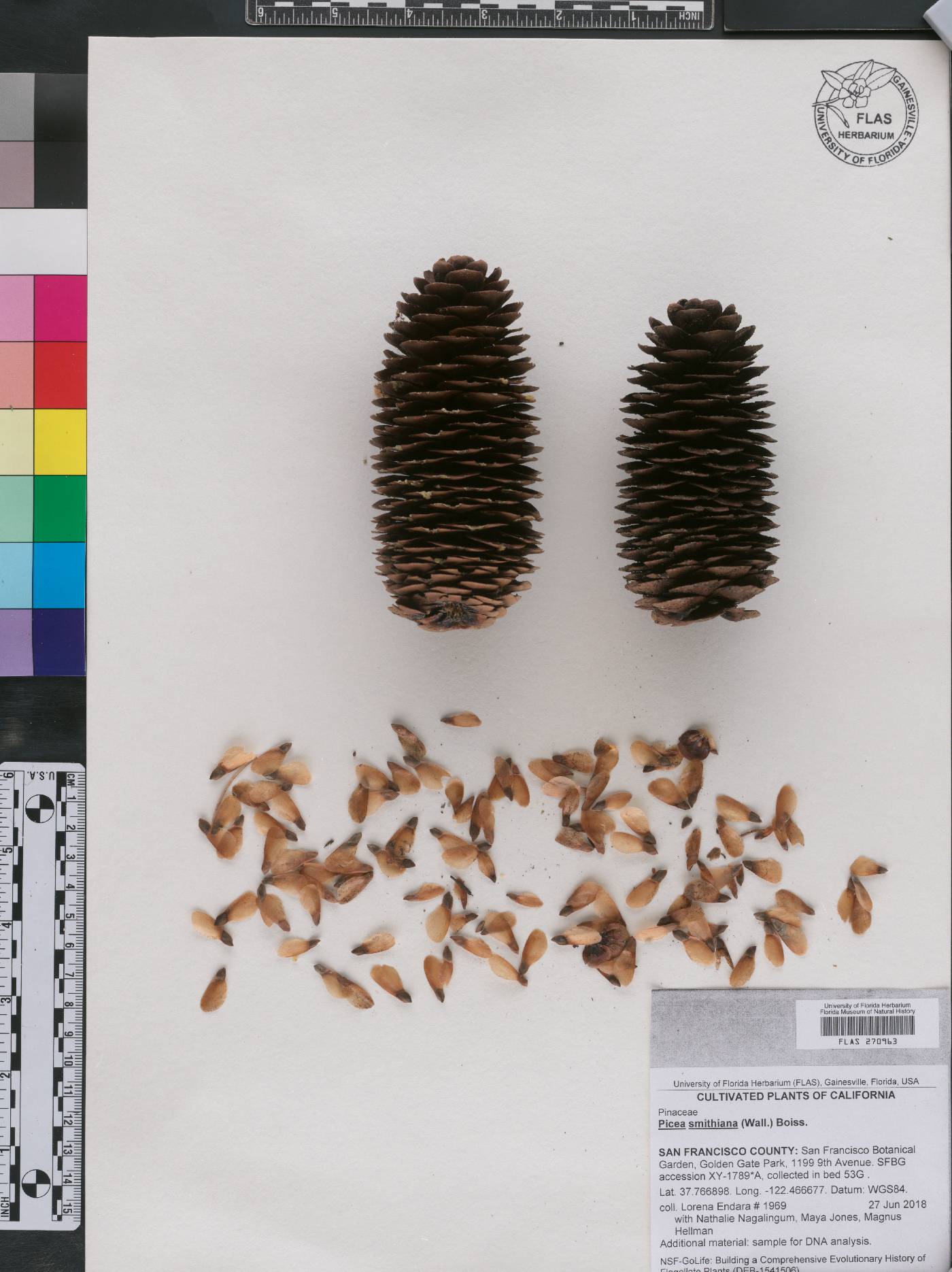 Picea smithiana image