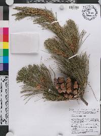 Pinus morrisonicola image