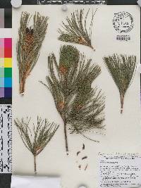 Pinus morrisonicola image