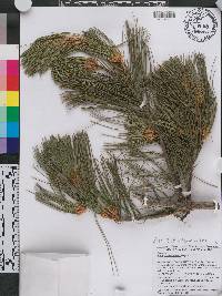 Pinus morrisonicola image