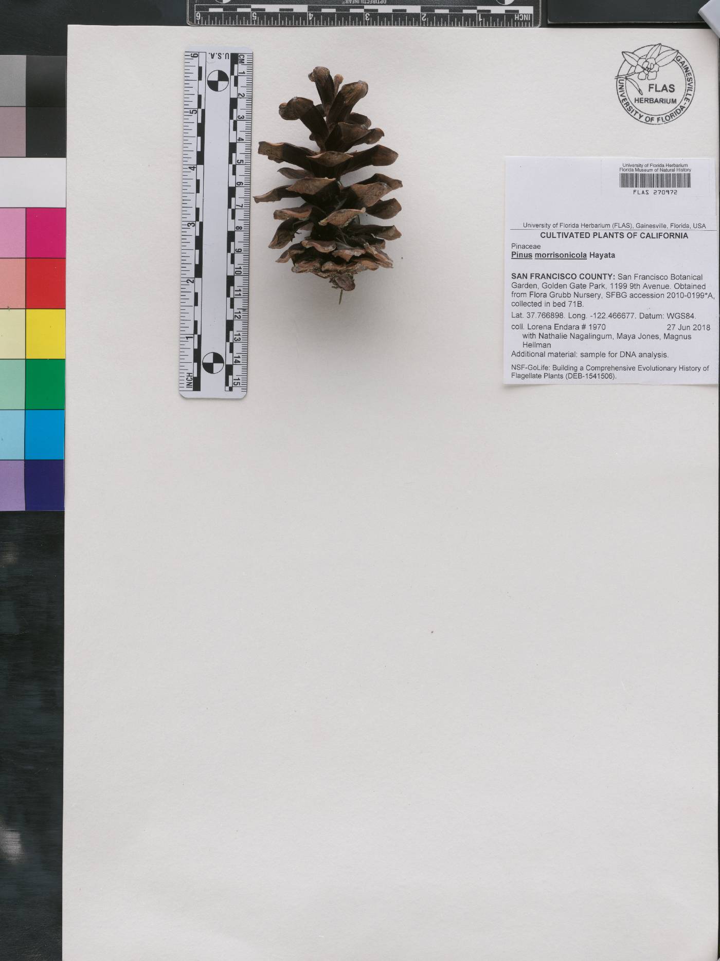 Pinus morrisonicola image