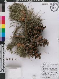 Pinus wangii image