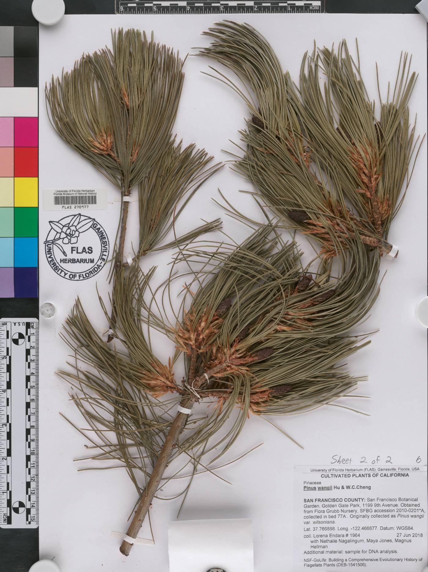 Pinus wangii image