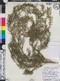 Juniperus cedrus image