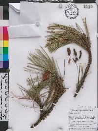 Pinus attenuata image