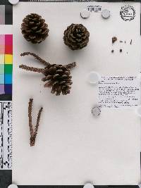 Pinus durangensis image