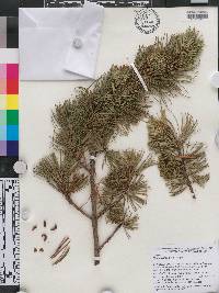 Pinus pumila image