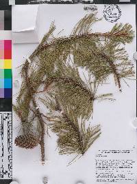 Pinus rigida image