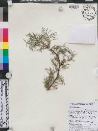 Juniperus phoenicea image