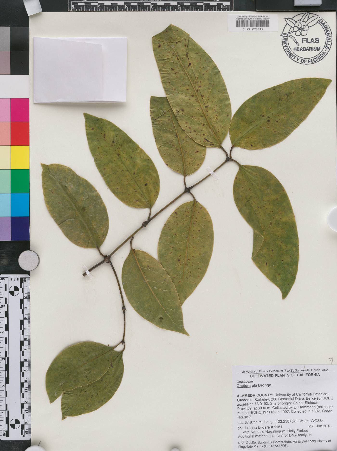Gnetum edule image