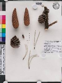 Pinus elliottii image