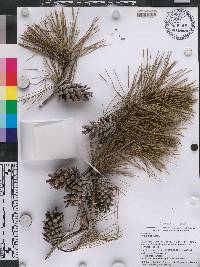 Pinus glabra image
