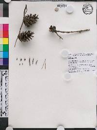 Pinus glabra image