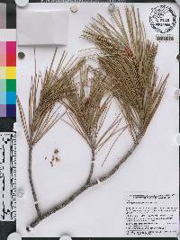Pinus gerardiana image
