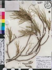 Pinus pinea image