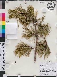 Pinus pungens image