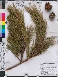 Image of Pinus tabuliformis