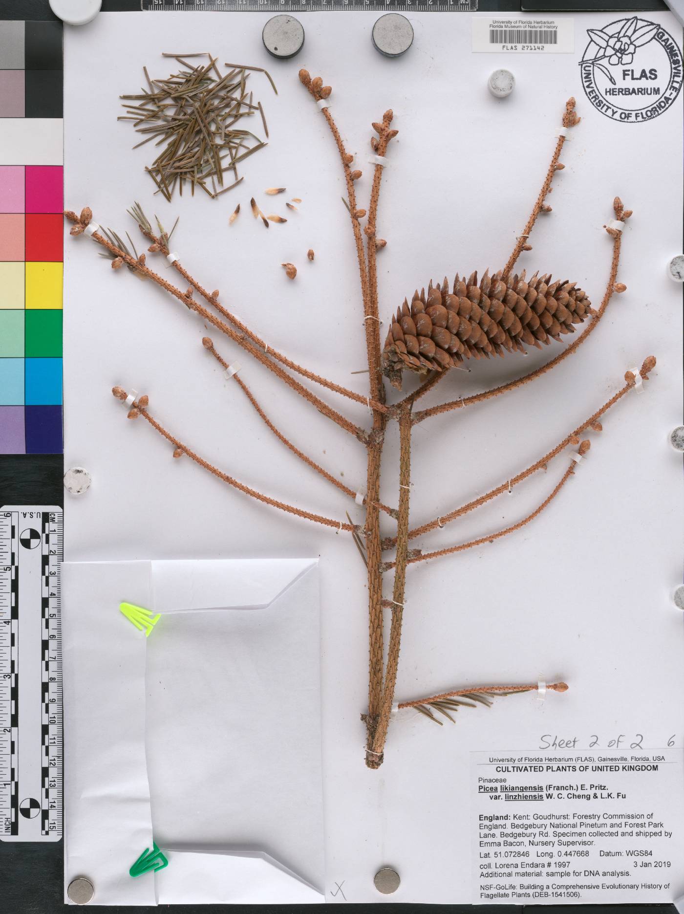 Picea linzhiensis image