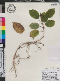 Handroanthus chrysotrichus image