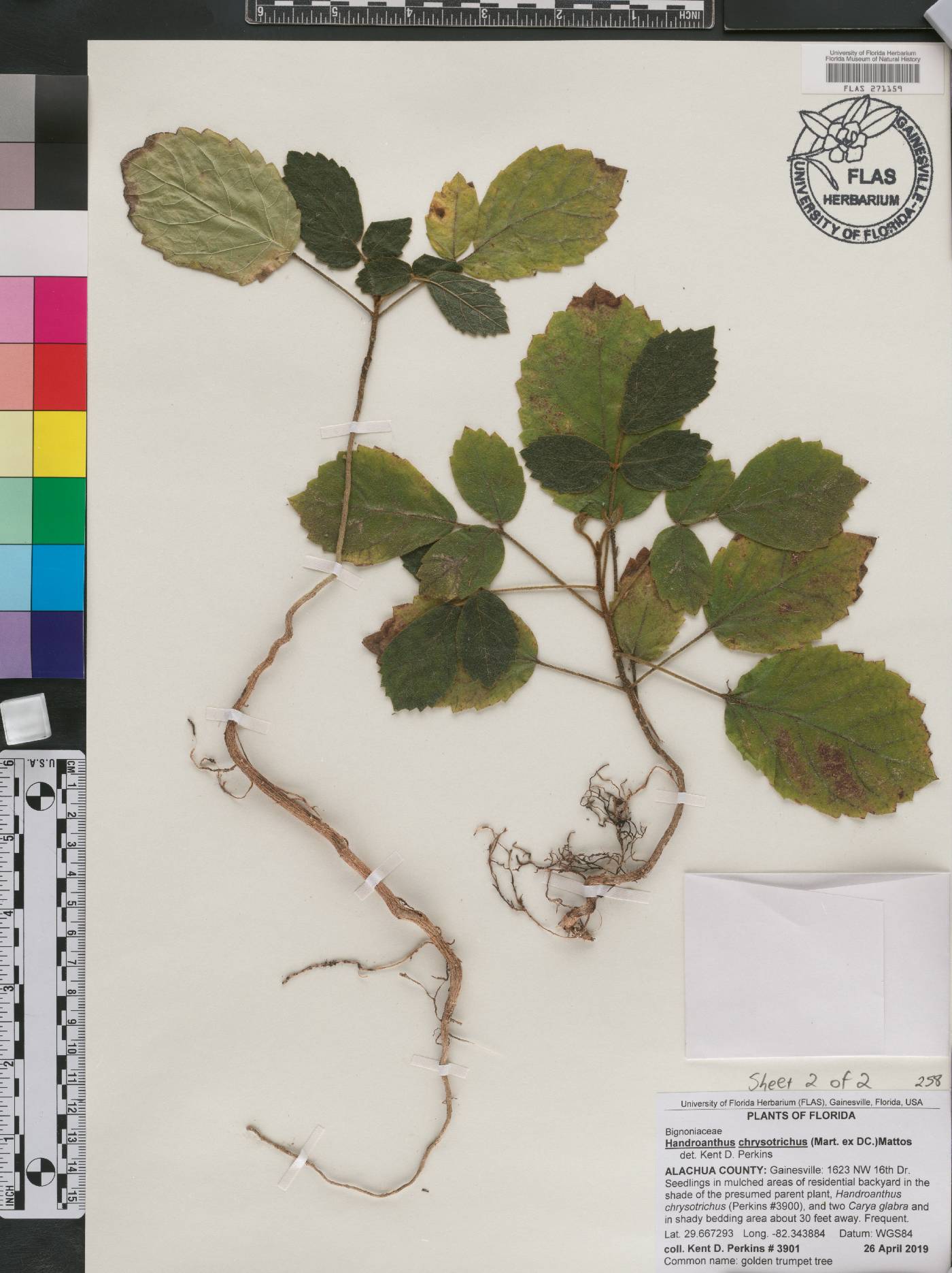 Handroanthus chrysotrichus image