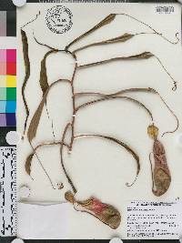 Nepenthes ventricosa image