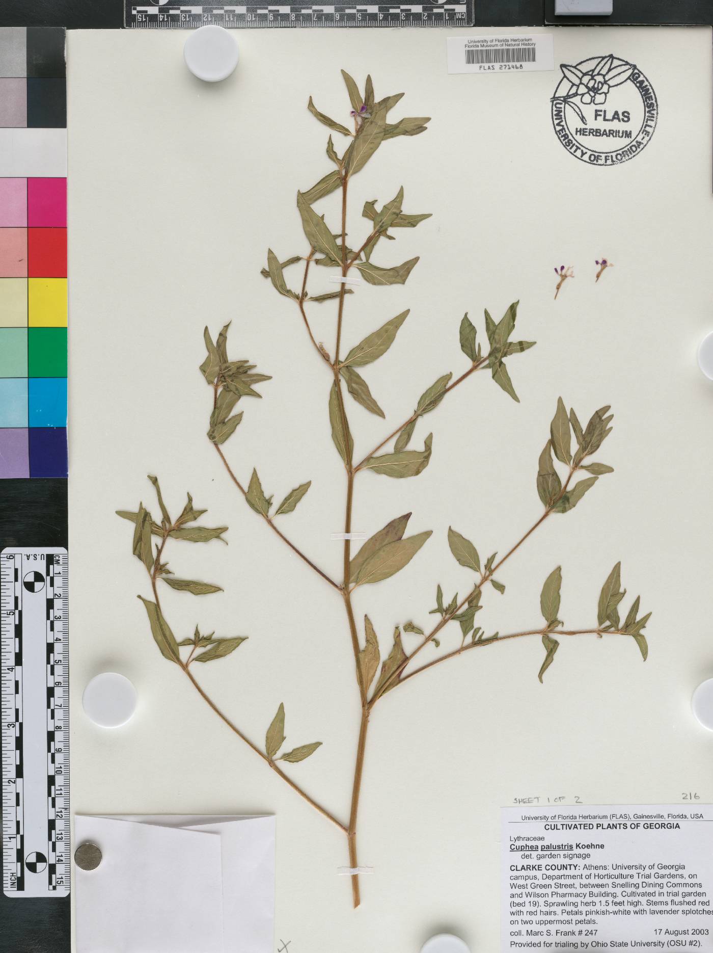 Cuphea palustris image