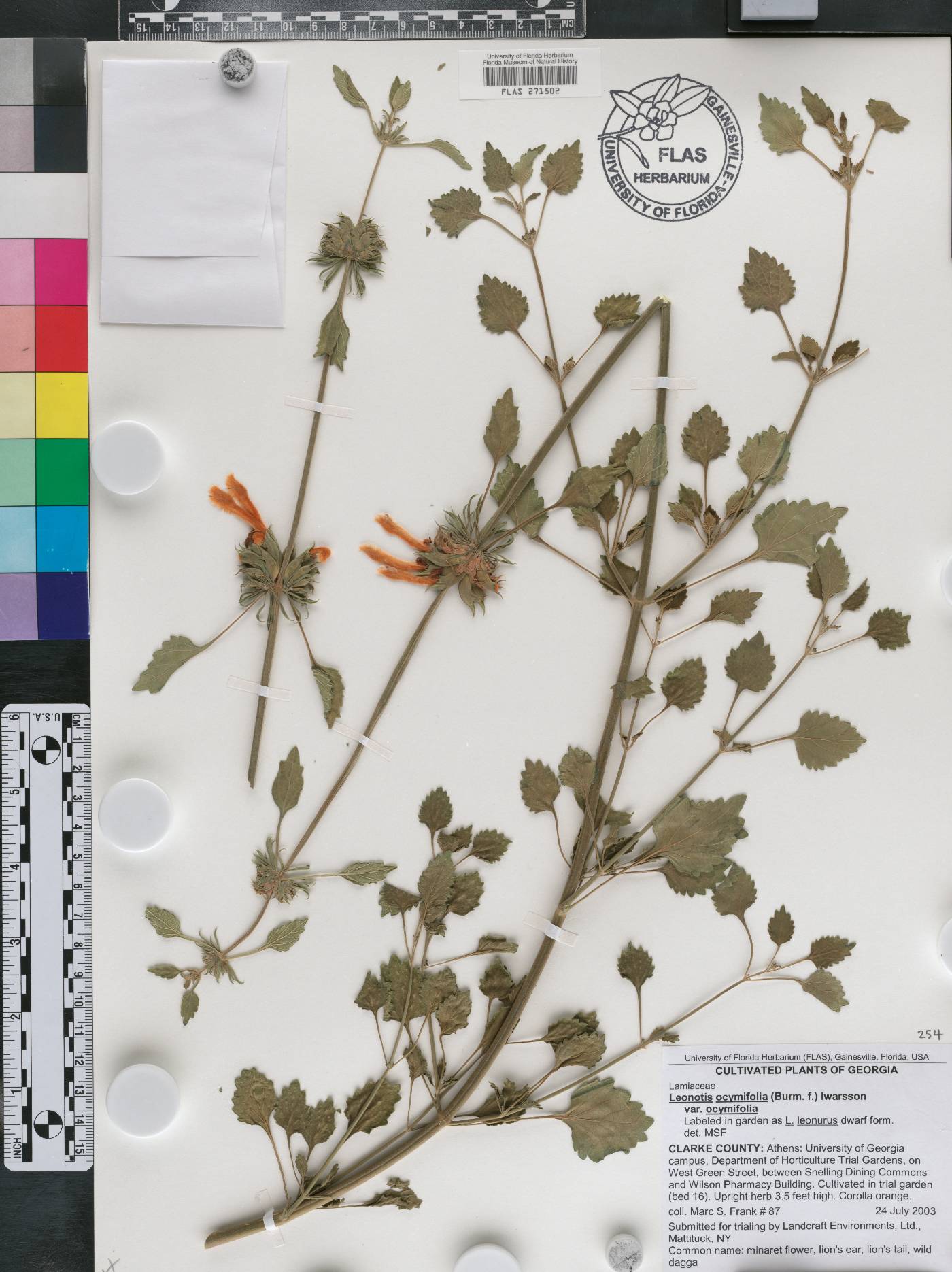 Leonotis ocymifolia var. ocymifolia image