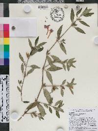 Ruellia dipteracanthus image