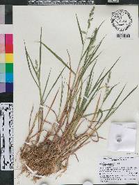 Echinochloa colona image