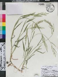 Urochloa ramosa image