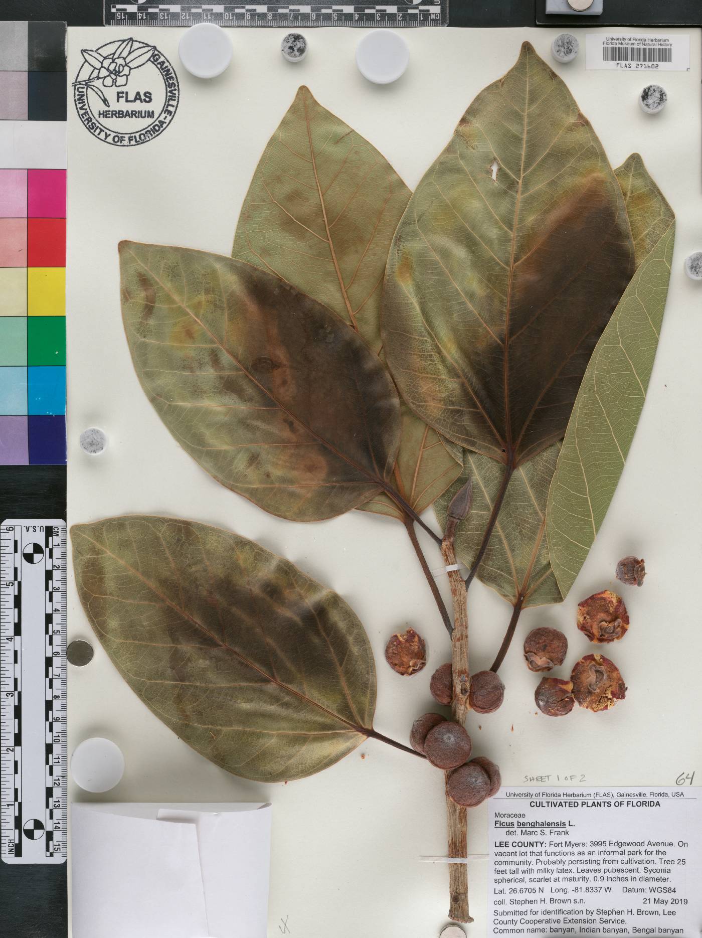 Ficus benghalensis image