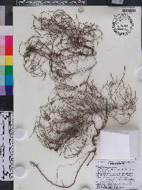 Polygonella polygama image