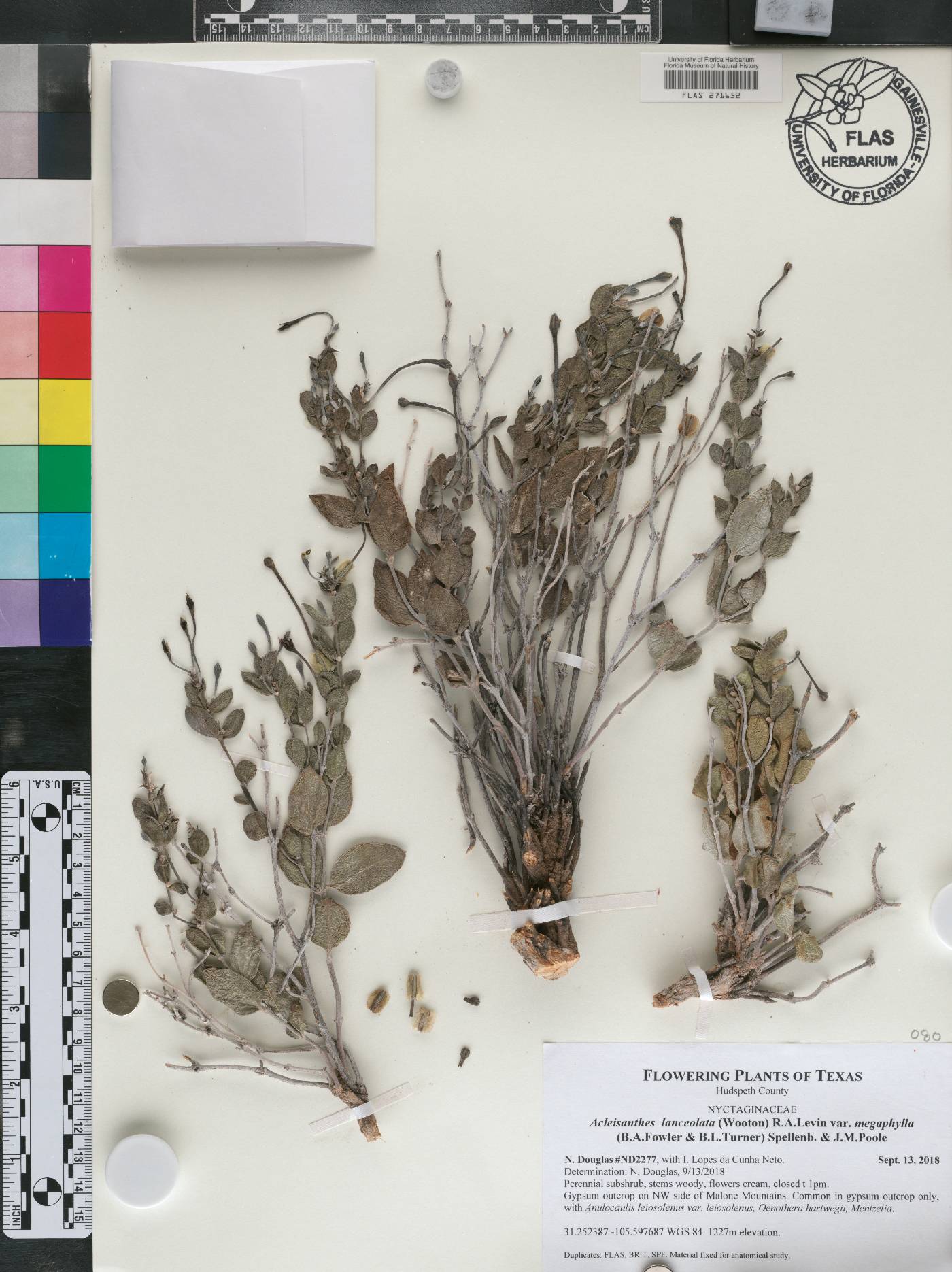 Acleisanthes lanceolata var. megaphylla image