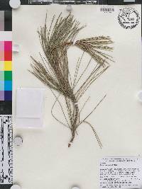 Pinus luchuensis image