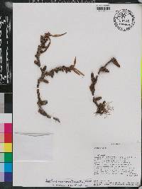 Maxillaria parviflora image