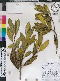 Henriettea uniflora image