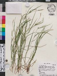 Carex oligosperma image