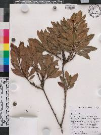 Myrica cerifera image