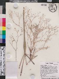 Eriogonum inflatum image