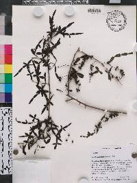 Zanthoxylum tragodes image