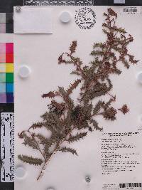 Grevillea aquifolium image