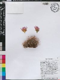 Coryphantha vivipara image