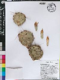 Opuntia macrorhiza var. macrorhiza image