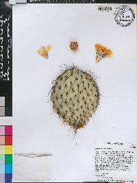 Opuntia strigil image