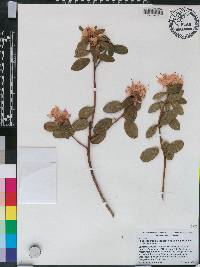 Image of Rhododendron hippophaeoides