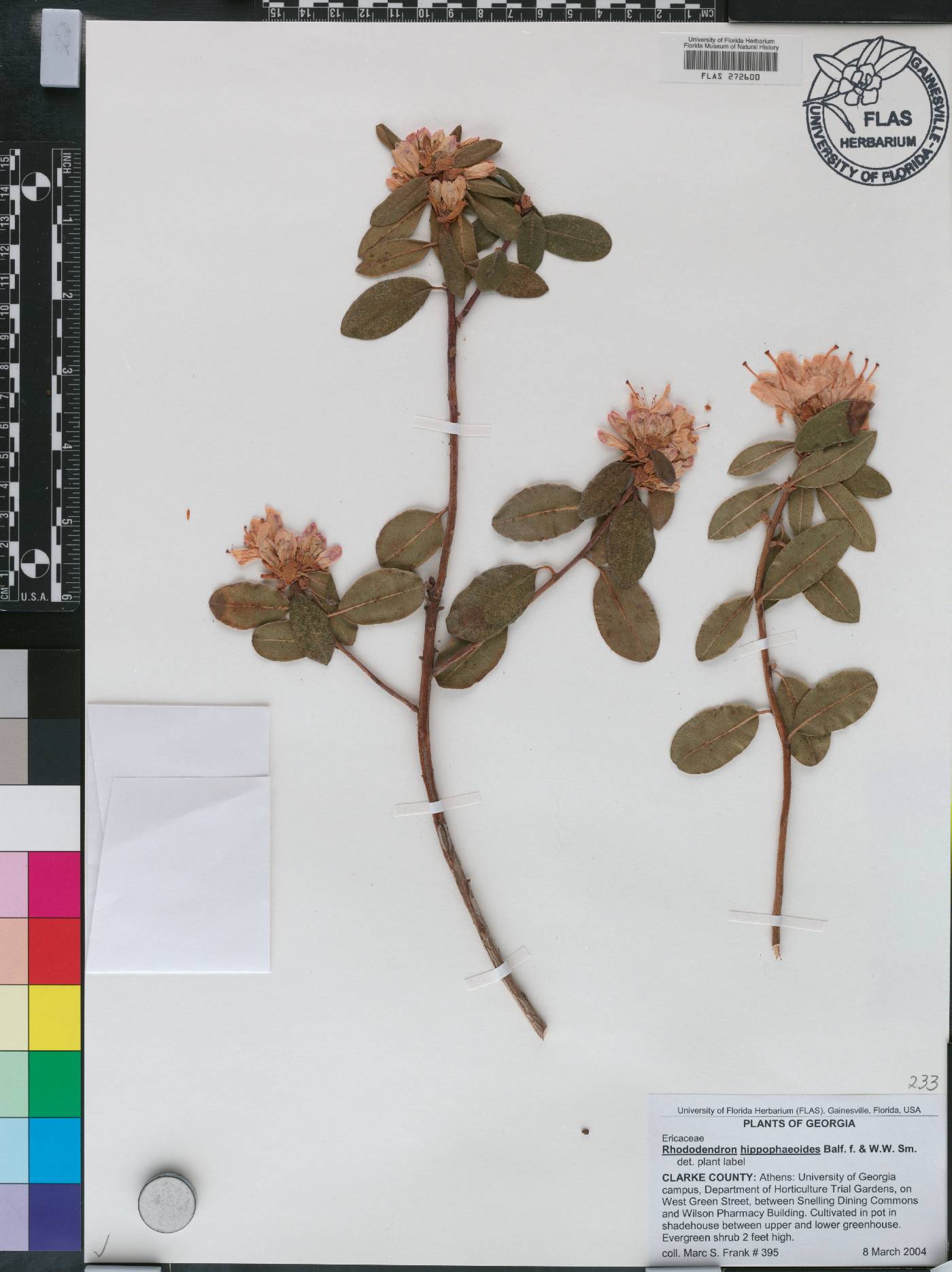 Rhododendron hippophaeoides image