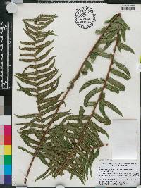 Nephrolepis brownii image