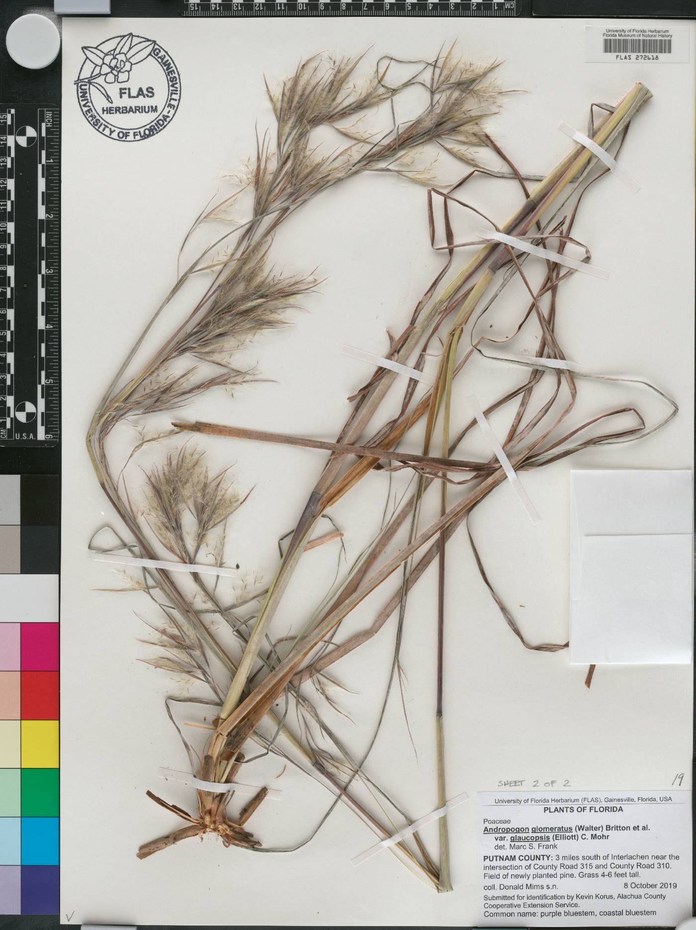 Andropogon glomeratus var. glaucopsis image