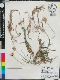 Dactyloctenium aegyptium image